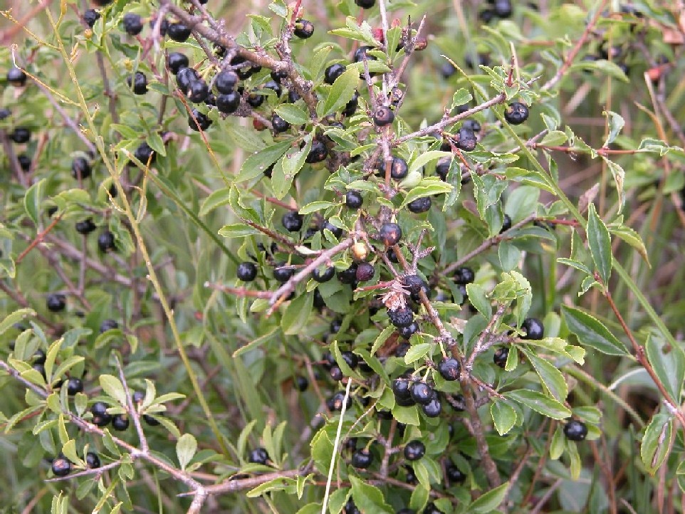 Rhamnus saxatilis / Ranno spinello